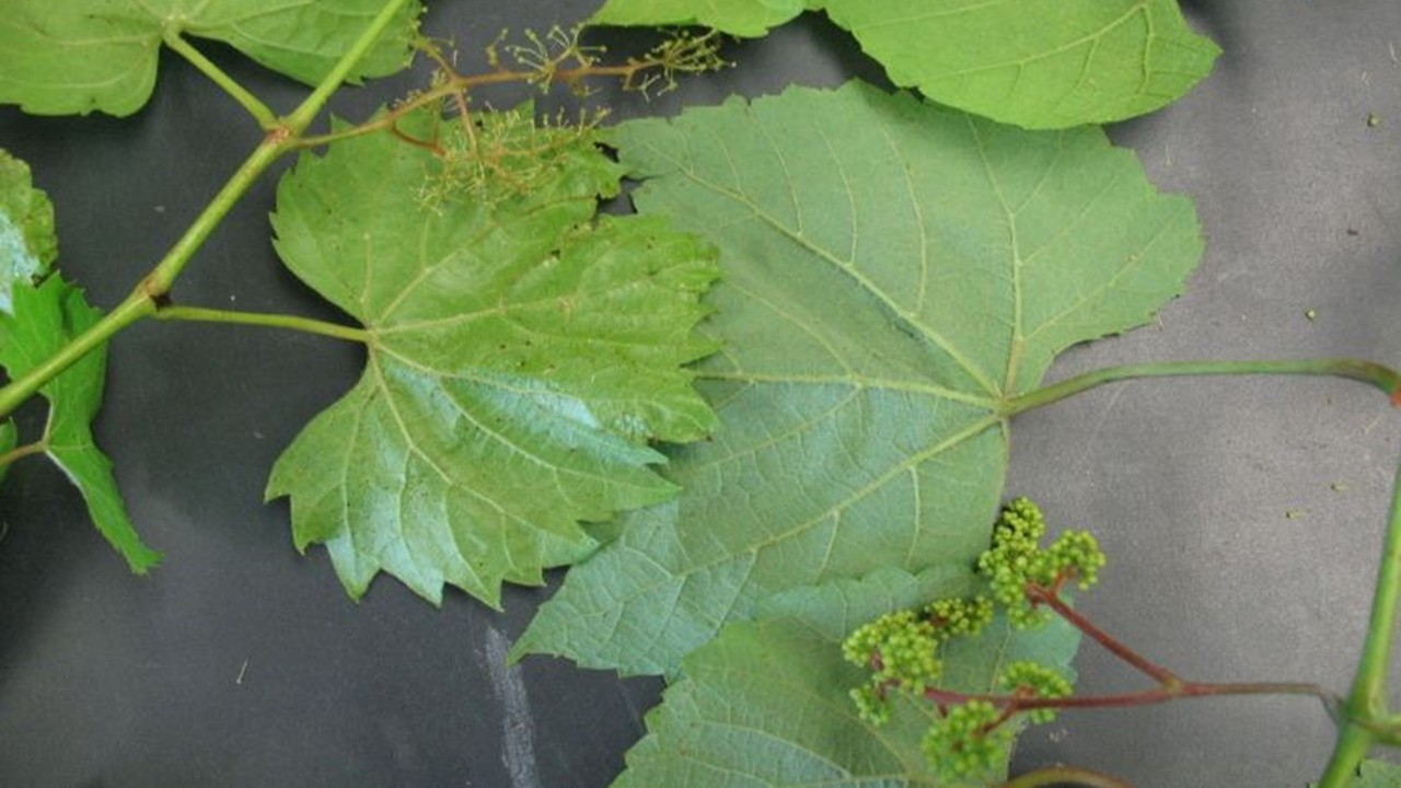 Wild grapevines showing inflorescence elongation.